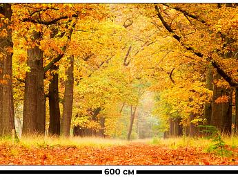 картинка Занавес Осень в лесу от магазина Рим-Декор